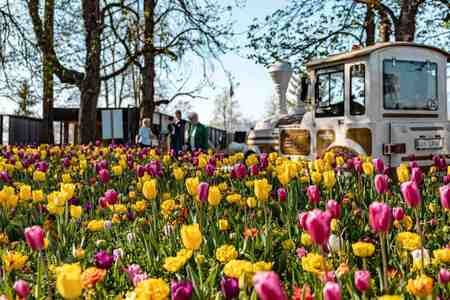Spomladanska razstava cvetja in tulipanov(9)